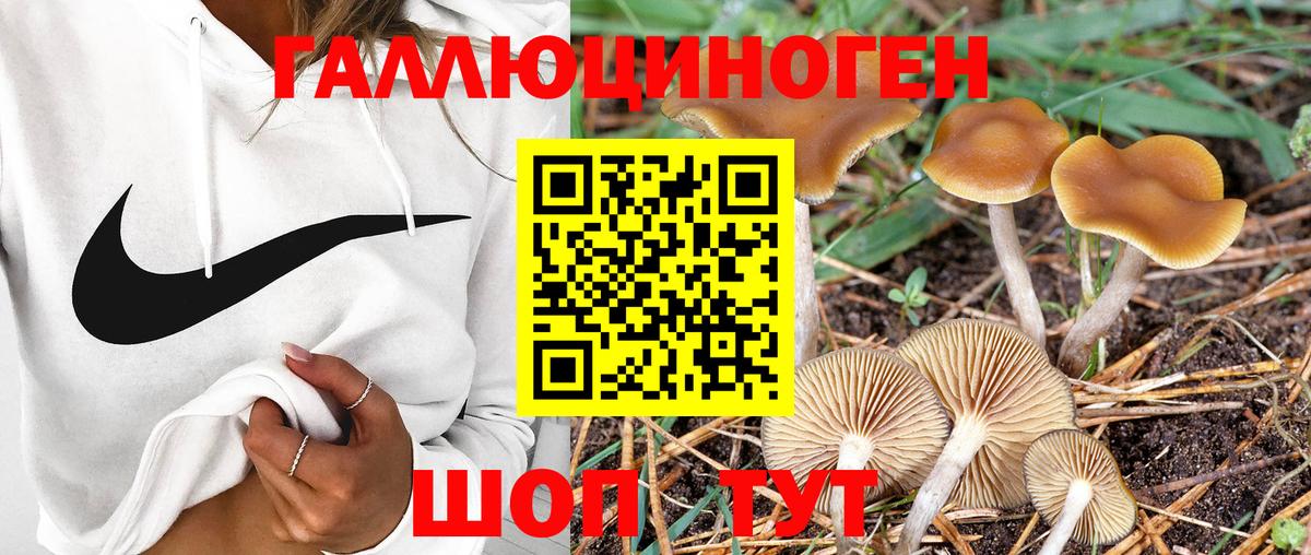 Псилоцибиновые грибы мухоморы Брянск